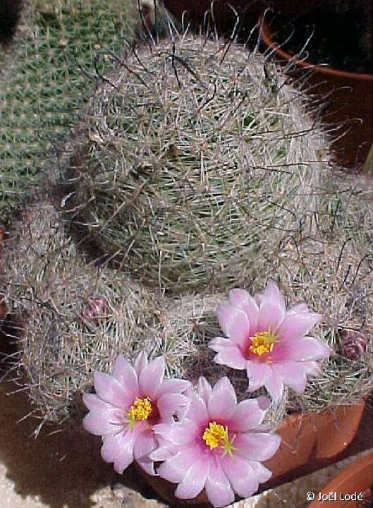 Mammillaria grahamii JL2834 Fish River, NM, USA